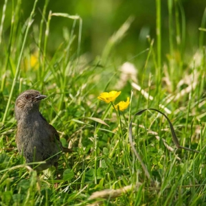 Redwell   June 2016   D3s (110 Of 297).jpg